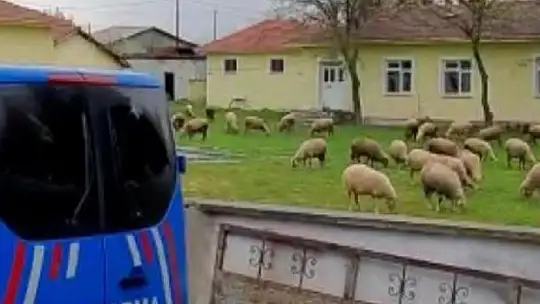 Balya'dan çalınan koyunlar Kepsut'ta ele geçirildi