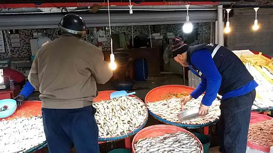 Bandırma balık halinde istavrit ve kolyoz bolluğu