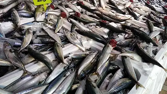 Bandırma balık halinde istavrit ve kolyoz bolluğu