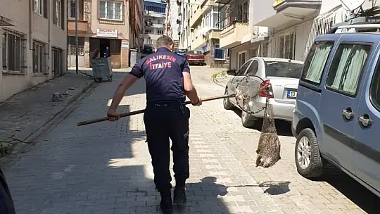 Bandırma'da cadde üzerinde gezen kokarca itfaiye ekipleri tarafından yakalandı