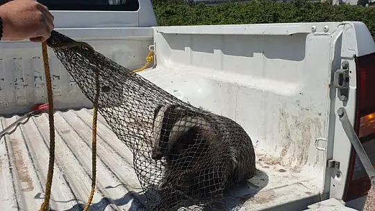 Bandırma'da cadde üzerinde gezen kokarca itfaiye ekipleri tarafından yakalandı