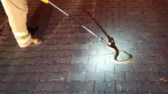 Bandırma'da yılan paniği