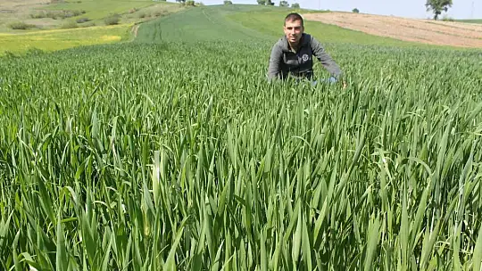 Buğday üreticisi yağmur bekliyor