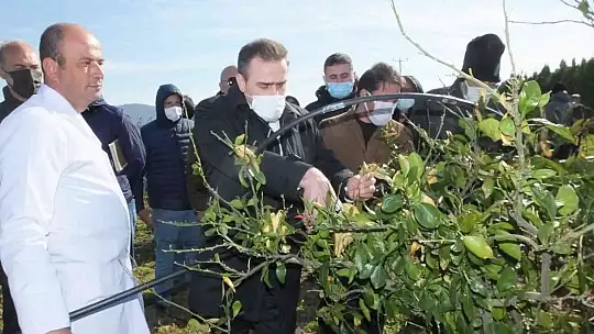 Burhaniye'de Kaymakam Memiş kursiyerleri ziyaret etti, budama yaptı