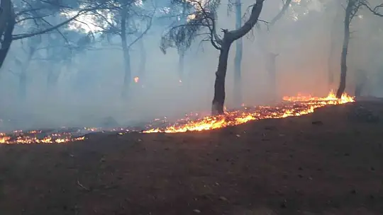 Burhaniye'de orman yangını büyümeden söndürüldü