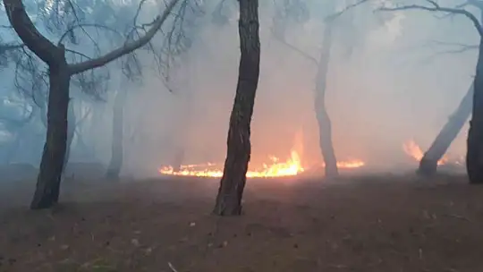 Burhaniye'de orman yangını büyümeden söndürüldü