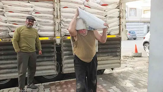 Burhaniye'de zeytinde gübreleme başladı