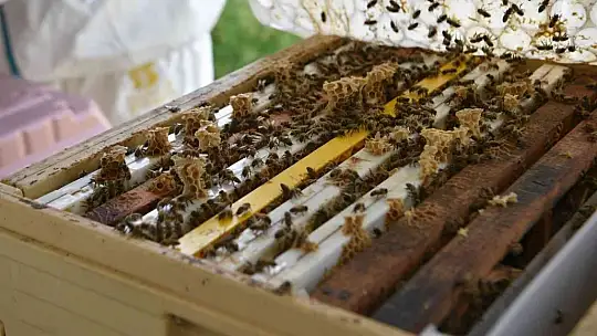 Büyükşehir'inin ana arıları yeni evlerine uçtu