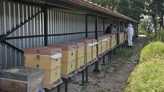 Büyükşehir'inin ana arıları yeni evlerine uçtu