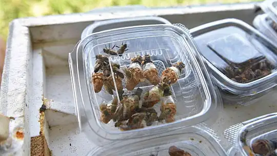 Büyükşehir'inin ana arıları yeni evlerine uçtu