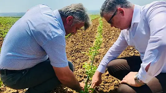 Ceviz fidanları bir çok ülkeye ihrac ediliyor