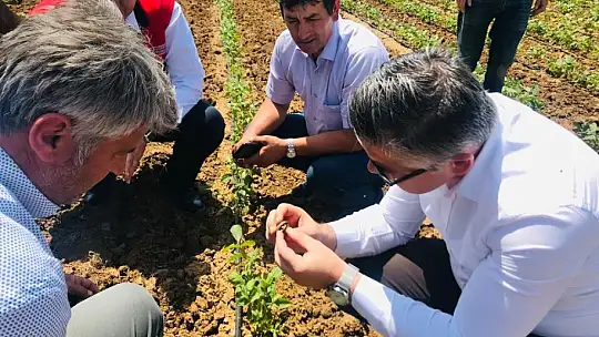 Ceviz fidanları bir çok ülkeye ihrac ediliyor