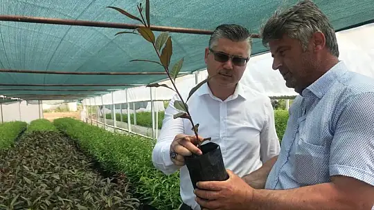 Ceviz fidanları bir çok ülkeye ihrac ediliyor