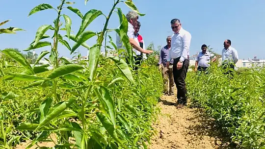 Ceviz fidanları bir çok ülkeye ihrac ediliyor