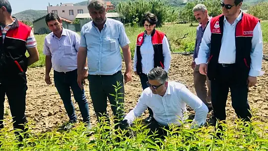 Ceviz fidanları bir çok ülkeye ihrac ediliyor