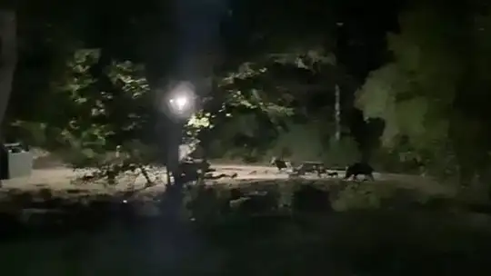 Domuz sürüsü tabiat parkına indi