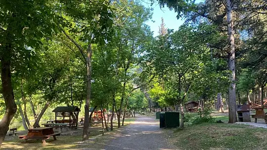 Domuz sürüsü tabiat parkına indi