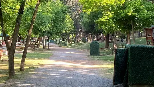 Domuz sürüsü tabiat parkına indi