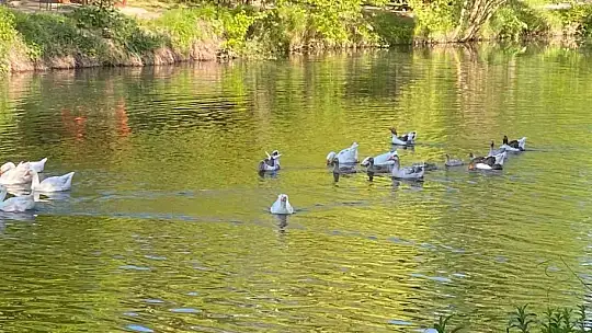 Domuz sürüsü tabiat parkına indi
