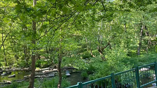 Domuz sürüsü tabiat parkına indi