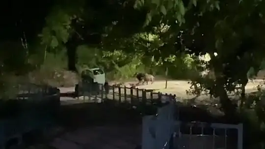 Domuz sürüsü tabiat parkına indi