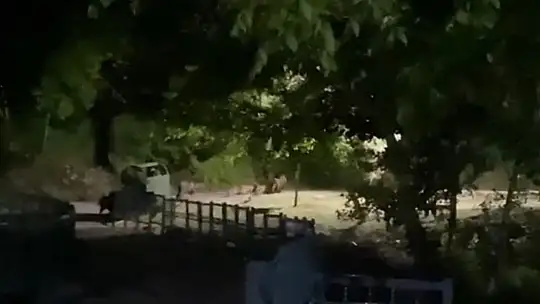 Domuz sürüsü tabiat parkına indi