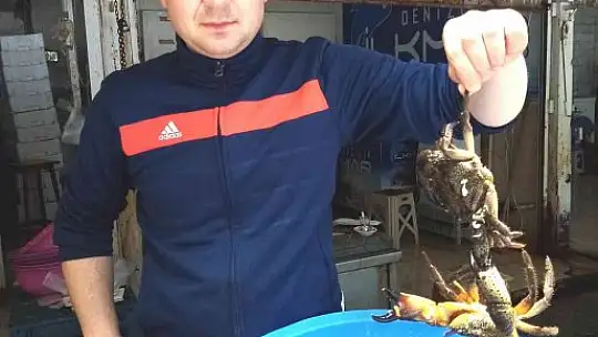 Güneşlenirken avlanan pavurya yengeçler kilosu 80 liradan satılıyor