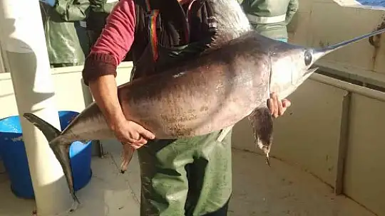 Hamsi ağına bir buçuk metrelik kılıç balığı takıldı