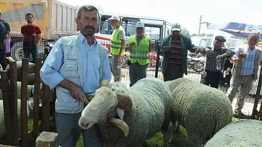 İvrindi'de 170 kiloluk koçlar ilgi odağı oldu