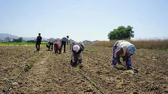 Kadınların dikimini yaptığı organik ürünler Ayvalık'ta toprak ile buluştu