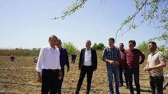 Kadınların dikimini yaptığı organik ürünler Ayvalık'ta toprak ile buluştu