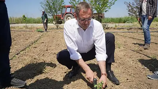 Kadınların dikimini yaptığı organik ürünler Ayvalık'ta toprak ile buluştu