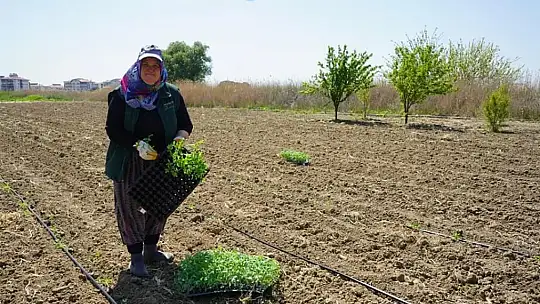 Kadınların dikimini yaptığı organik ürünler Ayvalık'ta toprak ile buluştu
