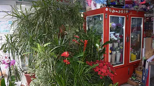 Karanfilin adedi 10 lirayı buldu