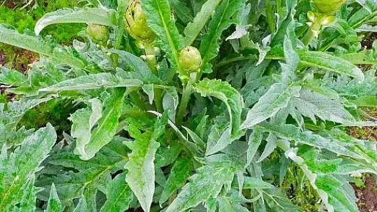 Kazdağları'nın eteklerinde enginar hasadı başladı