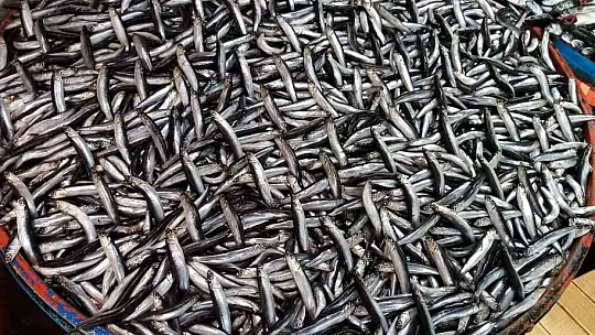 Lodos durdu tezgahlar balık doldu