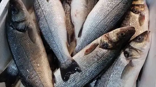 Lodos levrek getirdi