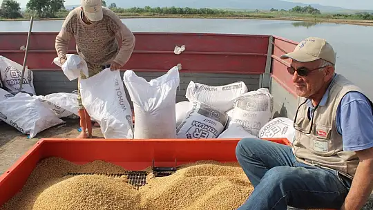 Manyas'ta çeltik ekimleri başladı