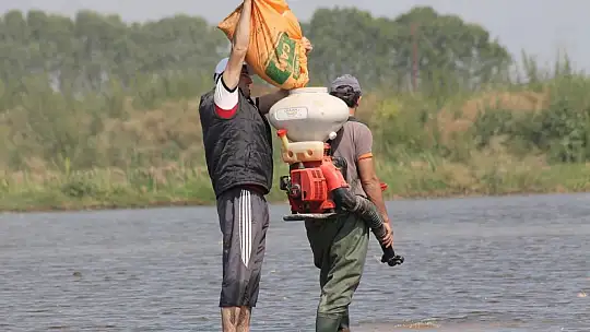 Manyas'ta çeltik ekimleri başladı