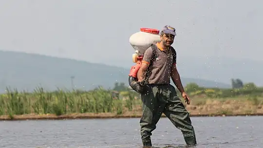 Manyas'ta çeltik ekimleri başladı