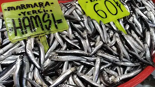 Marmara'da Mayıs ayında hamsi sürprizi
