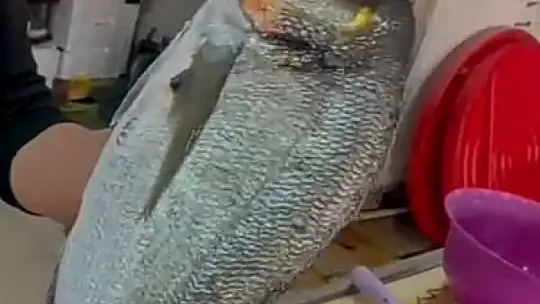 Marmara Denizi'nde Alyanak Çuprası yakalandı