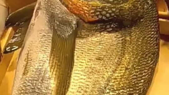 Marmara Denizi'nde Alyanak Çuprası yakalandı