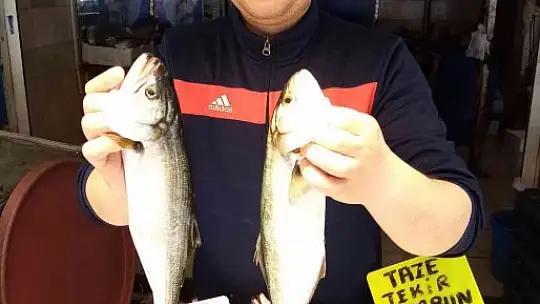 Olta Lüferi balıkçıların yüzünü güldürüyor