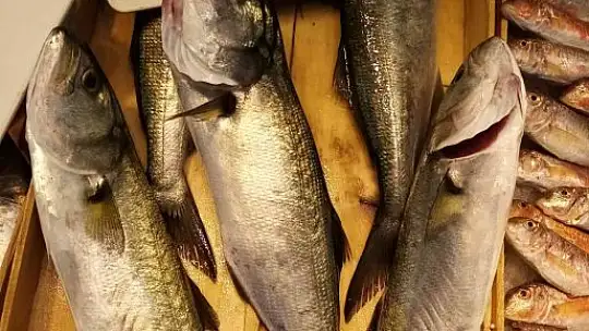 Olta Lüferi balıkçıların yüzünü güldürüyor