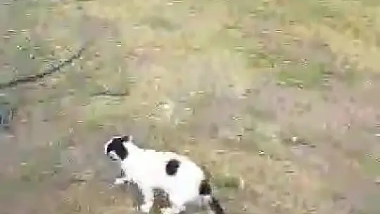 Önce direkte mahsur kaldı, sonra inmemek için direndi