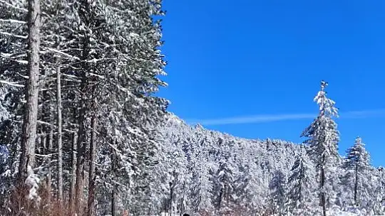 Orman Müdürlüğü yoğun kar altında nakliyatlara devam ediyor