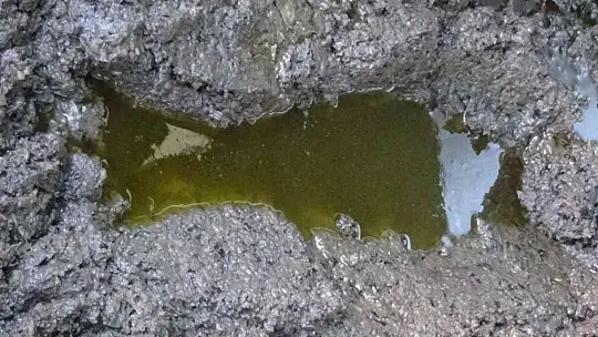 (Özel) Bu da zeytin sütü