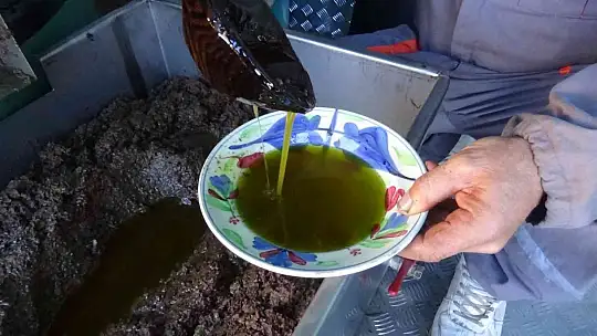 (Özel) Bu da zeytin sütü