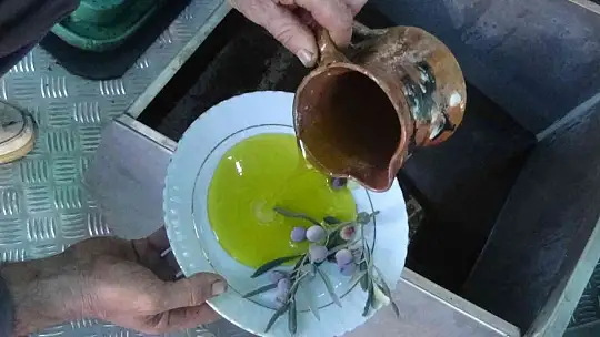 (Özel) Bu da zeytin sütü